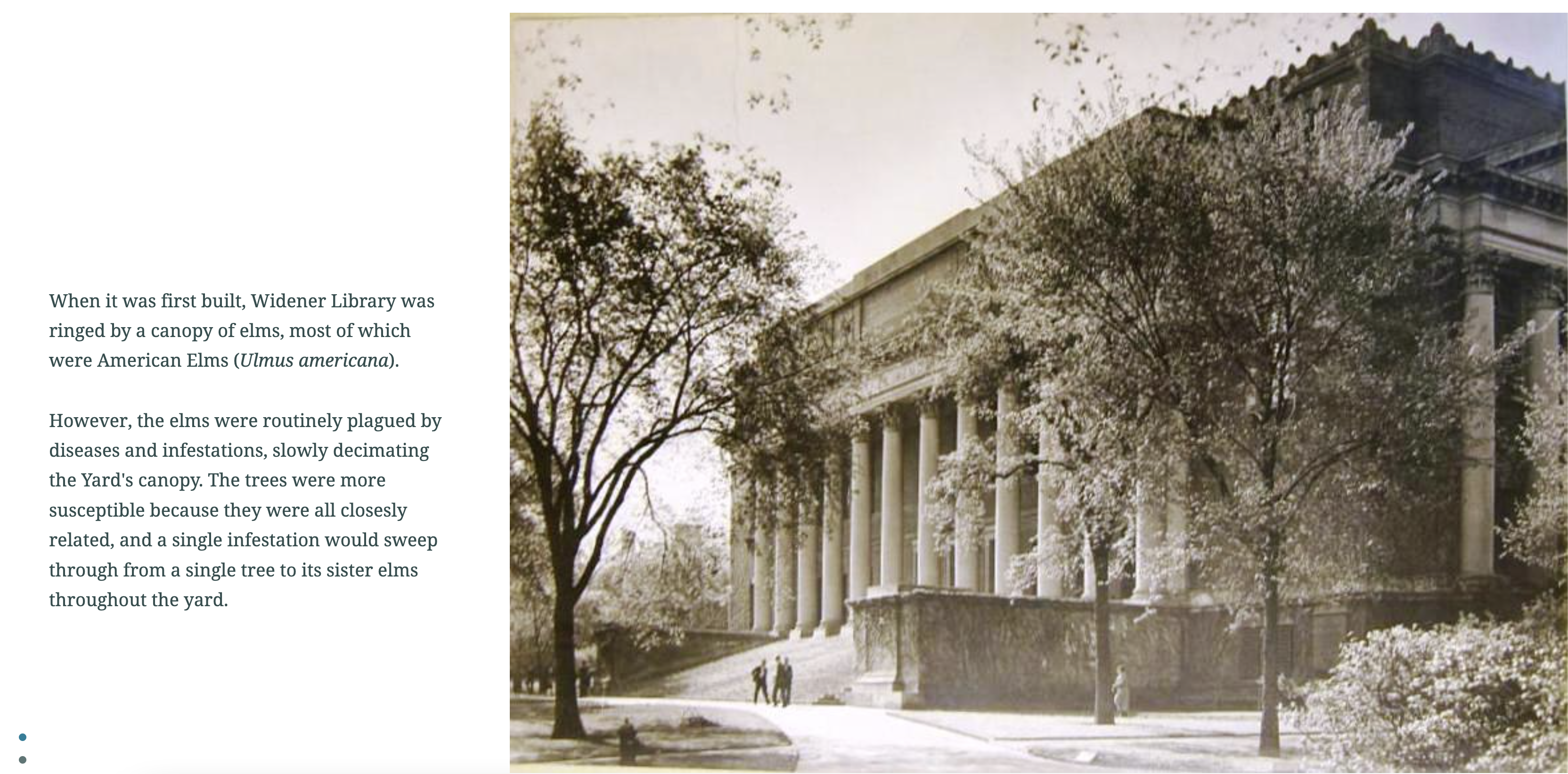 Text on the left-hand side describes trees on Harvard's campus. On the right, an image of trees in front of a library