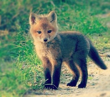 animal-fox-564x500.jpg